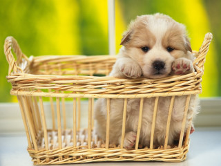 Puppy basket table window green - a yellow flower free wallpaper