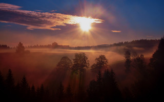Sunset forest fog trees clouds - crepuscular ray free wallpaper