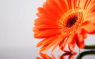 Bright orange flower macro black - orange flower free wallpaper for desktop