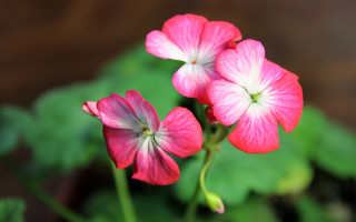 Pink flowers bokeh lily hibiscus - two pink flower free wallpaper
