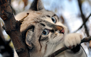 Cat climbing tree surprised blue - look free wallpaper