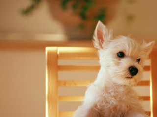 Small white dog wooden chair 7 - a plant free wallpaper