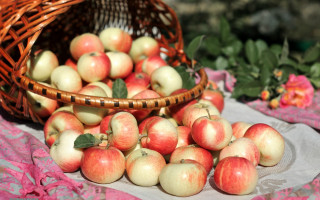 Basket apples table pink flower 2 - fall vibrancy free wallpaper