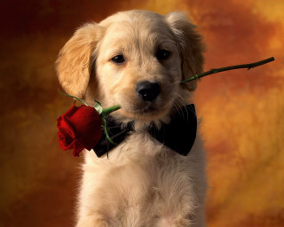 Puppy rose bowtie cute smiling - a golden background free wallpaper
