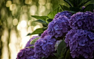 Purple flowers vase sunlight leaves - the leaf free wallpaper