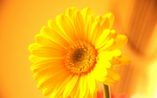 Yellow flower red vase autumn - a yellow flower free wallpaper