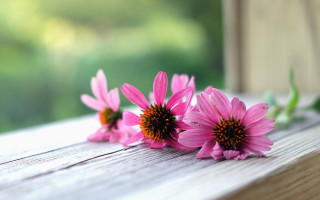 Pink flowers wooden bench bokeh - constance copeman free wallpaper