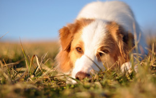 Dog laying grass looking distance - a blurry background of the grass free wallpaper