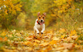 Dog running fall leaves open - a leaf free wallpaper