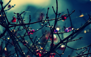 Tree water drops blue sky - drop of water free wallpaper