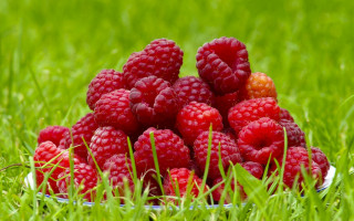 Raspberries grass sunny day blurry - a green background and a blurry background free wallpaper