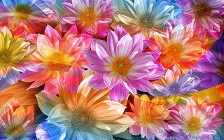 Colorful flowers blue background yellow - colorful flower free wallpaper