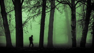 Forest fog green glow silhouette - liminal free wallpaper