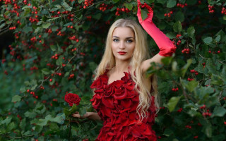 Red dress roses bush umbrella - a bush free wallpaper for desktop