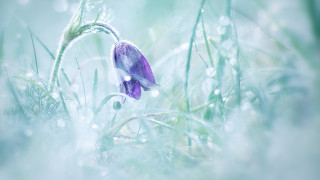 Purple flower dew grass macro - dew free wallpaper