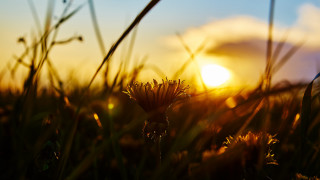 Field flowers sunset embers flame - grass free wallpaper for desktop