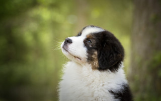 Shiba inu blue eyes bokeh - the background and a blurry background behind free wallpaper for desktop