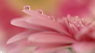 Pink flower water droplets yellow - cindy wright free wallpaper
