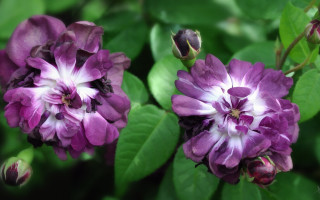 Purple flowers bee green leaves - ann thetis blacker free wallpaper