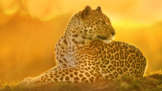 Leopard sitting grassy hill sunlight - its eye free wallpaper