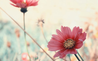 Pink flowers bee hibiscus spider - a bee free wallpaper