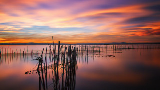 Sunset lake plants birds mystical - a sunset over a lake free wallpaper