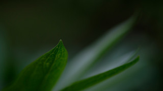 Green leaf macro shallow depth - daniel lieske free wallpaper for desktop