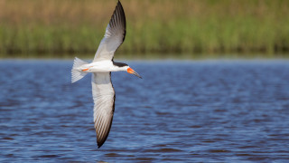 Seagull flying over water with - animal free wallpaper