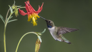 Hummingbird flower macro award winning - a hummingbird free wallpaper