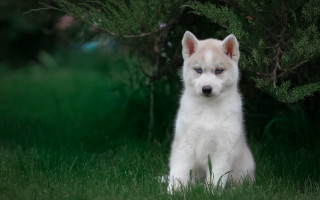 White brown dog sitting grass - dog free wallpaper