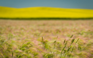 Field grass yellow hill blue - deep depth of field free wallpaper