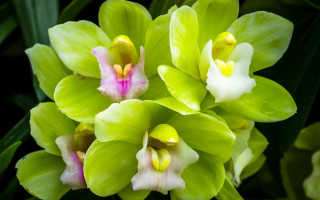 Green flower pink white leaves - a green flower free wallpaper