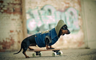 Small dog jacket skateboard graffiti - a jacket free wallpaper