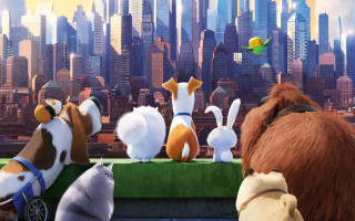 Secret life pets dog bird - other animal free wallpaper