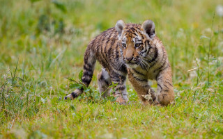 Tiger cub running grassy field - a grassy field free wallpaper