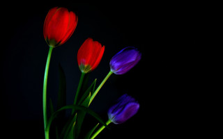 Red purple flower vase stilllife - a black background behind free wallpaper