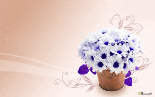 Blue white flowers vase pink - constance copeman free wallpaper for desktop