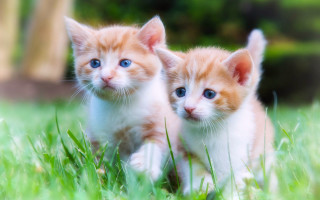 Kittens grass orange white blue - the other free wallpaper