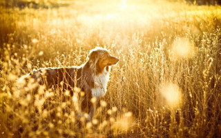 Dog standing golden hour autumn - golden hour free wallpaper