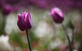 Purple flower closeup blurry background - blurry background of flowers free wallpaper