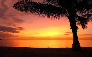 Palm tree beach sunset boat - free sunset wallpaper