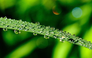 Green leaf water droplets macro 20 - leaf and a blurry background free wallpaper
