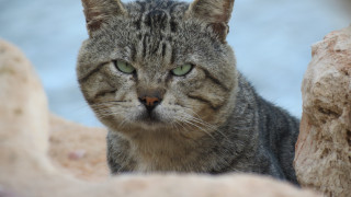 Sad cat green eyes rock - angry free wallpaper for desktop
