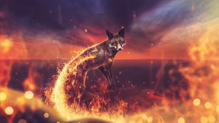 Fox rock fire water sky - a fox free wallpaper