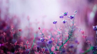Purple flowers grass blurry background 3 - cindy wright free wallpaper for desktop