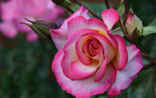 Pink rose white center green - a white center free wallpaper