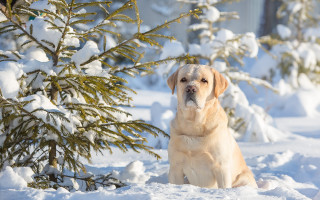 Dog snowy scene bare tree - the snow next free wallpaper