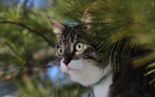Cat tree bamboo greeneye depthbokeh - a green eye free wallpaper