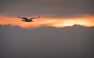Bird sunset clouds mountain ocean - the background and a bird free wallpaper