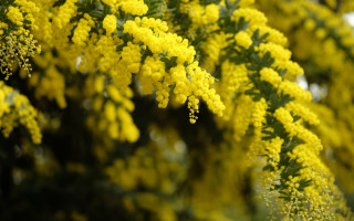 Tree yellow flowers leaves macro - a close up of a tree free wallpaper